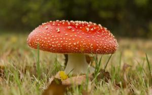 Mushroom in the grass wallpaper thumb