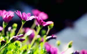 Purple flowers, blur, sun wallpaper thumb