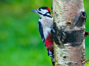 Woodpecker, bird, birch wallpaper thumb