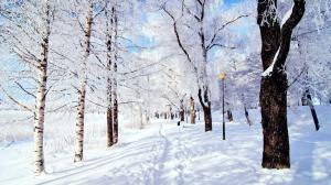 Snow Forest  Laptop Backgrounds wallpaper thumb