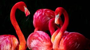 Flamingos, red wallpaper thumb