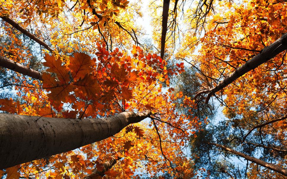 Forest autumn, trees, yellow leaves, sky, view to top wallpaper,Forest HD wallpaper,Autumn HD wallpaper,Trees HD wallpaper,Yellow HD wallpaper,Leaves HD wallpaper,Sky HD wallpaper,View HD wallpaper,Top HD wallpaper,2560x1600 wallpaper