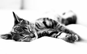 animals, cat, photography, Close-up, sleep wallpaper thumb