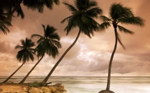 Silhouette of palm trees, cloudy Caribbean coast wallpaper thumb