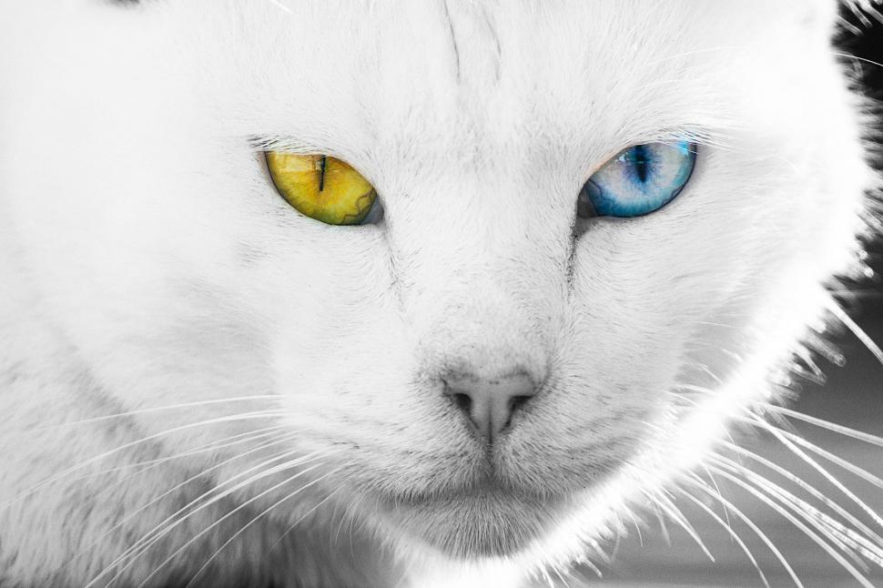 White Cat, Animal, Close Up wallpaper,white cat HD wallpaper,animal HD wallpaper,close up HD wallpaper,2048x1365 HD wallpaper,2048x1365 wallpaper