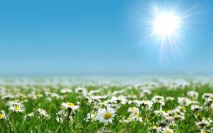 The Rays Of The Sun-chamomile wallpaper thumb