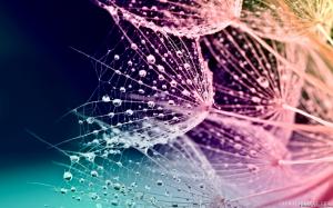 Dandelion Seed with Waterdrops wallpaper thumb