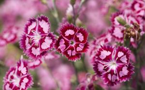 Cranberry Ice Dianthus wallpaper thumb