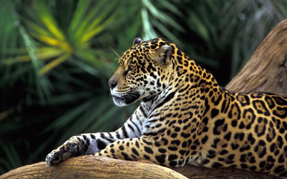 Jaguar in Amazon Rainforest wallpaper,amazon HD wallpaper,jaguar HD wallpaper,rainforest HD wallpaper,tigers HD wallpaper,1920x1200 wallpaper