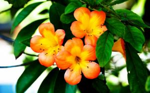 Spring Orange Flower wallpaper thumb