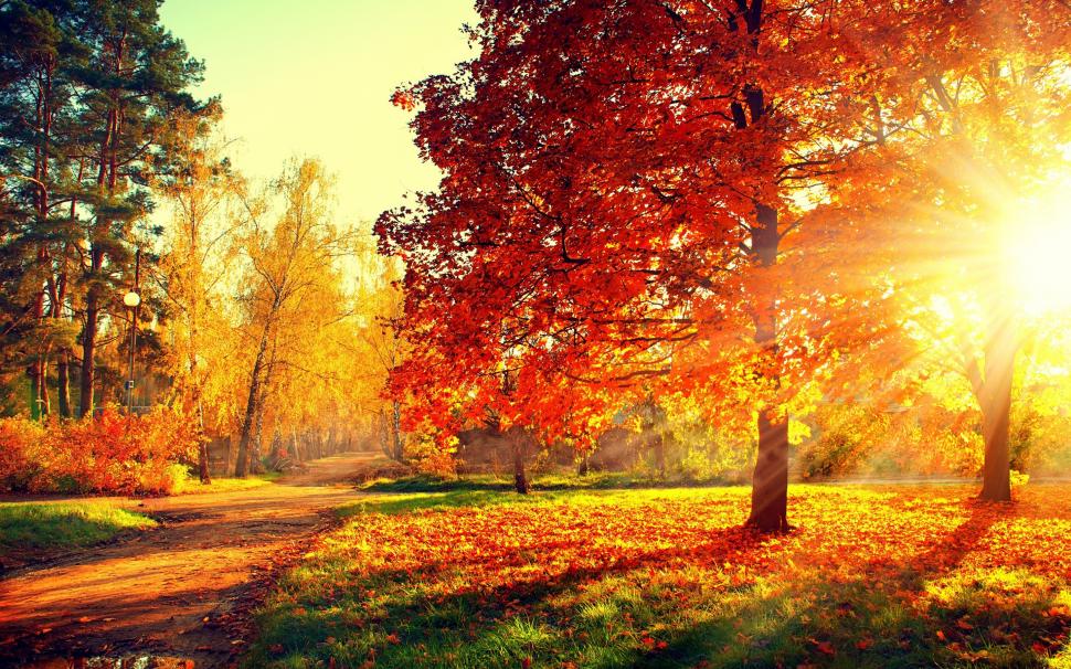 Colorful Park Trees wallpaper,Nature HD wallpaper,forest HD wallpaper,park HD wallpaper,trees HD wallpaper,leaves HD wallpaper,colorful HD wallpaper,road HD wallpaper,PATH HD wallpaper,Autumn HD wallpaper,fall HD wallpaper,colors HD wallpaper,walk HD wallpaper,2880x1800 wallpaper