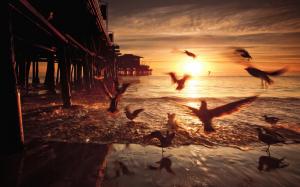 Sunset, birds, bridge, United States, California wallpaper thumb