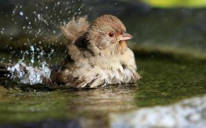 Birds Drops Splash Water For Android wallpaper thumb