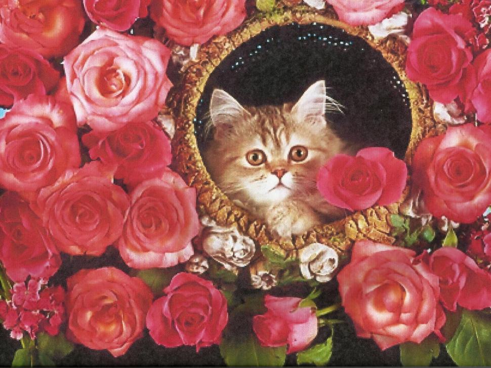 A Kitten In A Round Basket wallpaper,roses HD wallpaper,flowers HD wallpaper,feline HD wallpaper,kitten HD wallpaper,persian HD wallpaper,animals HD wallpaper,1964x1474 wallpaper