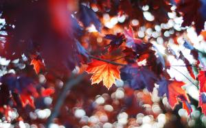 Autumn leaves, red maple leaves wallpaper thumb