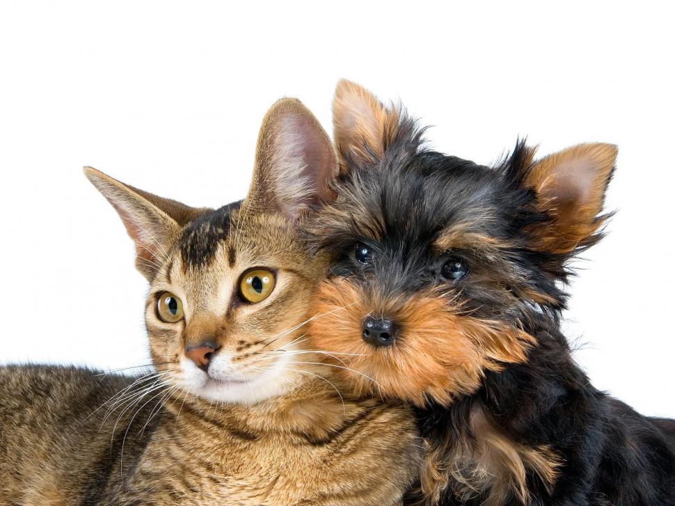 Cats Animals Dogs White Background High Resolution Pictures wallpaper,cats wallpaper,animals wallpaper,background wallpaper,dogs wallpaper,high wallpaper,pictures wallpaper,resolution wallpaper,white wallpaper,1600x1200 wallpaper