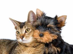 Cats Animals Dogs White Background High Resolution Pictures wallpaper thumb