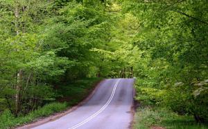 Road in the green forest wallpaper thumb