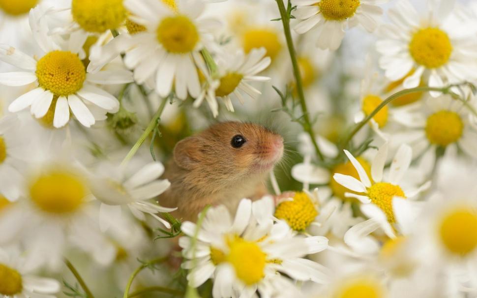 *** MOUSE WITH FLOWERS *** wallpaper,mouse HD wallpaper,animals HD wallpaper,flowers HD wallpaper,animal HD wallpaper,1920x1200 wallpaper