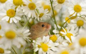 *** MOUSE WITH FLOWERS *** wallpaper thumb