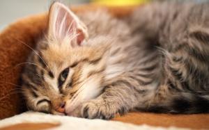 Kitten lying down to sleep wallpaper thumb
