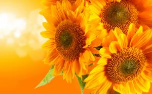 Golden sunflowers, orange background, glare rays wallpaper thumb