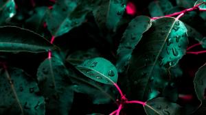 Water Drops On Green Leaves wallpaper thumb