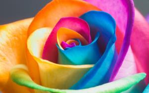 Colorful rose petals wallpaper thumb