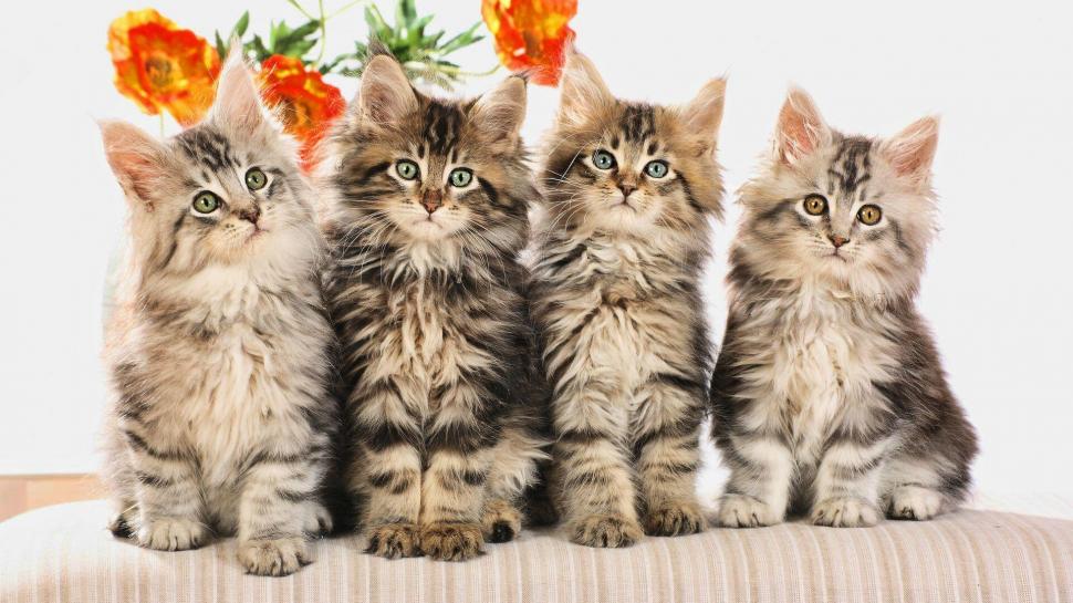 Four Kittens wallpaper,kitten HD wallpaper,maine coon HD wallpaper,cute HD wallpaper,family HD wallpaper,animals HD wallpaper,1920x1080 wallpaper