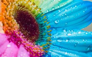 Flower Macro Water Drops Colorful HD wallpaper thumb
