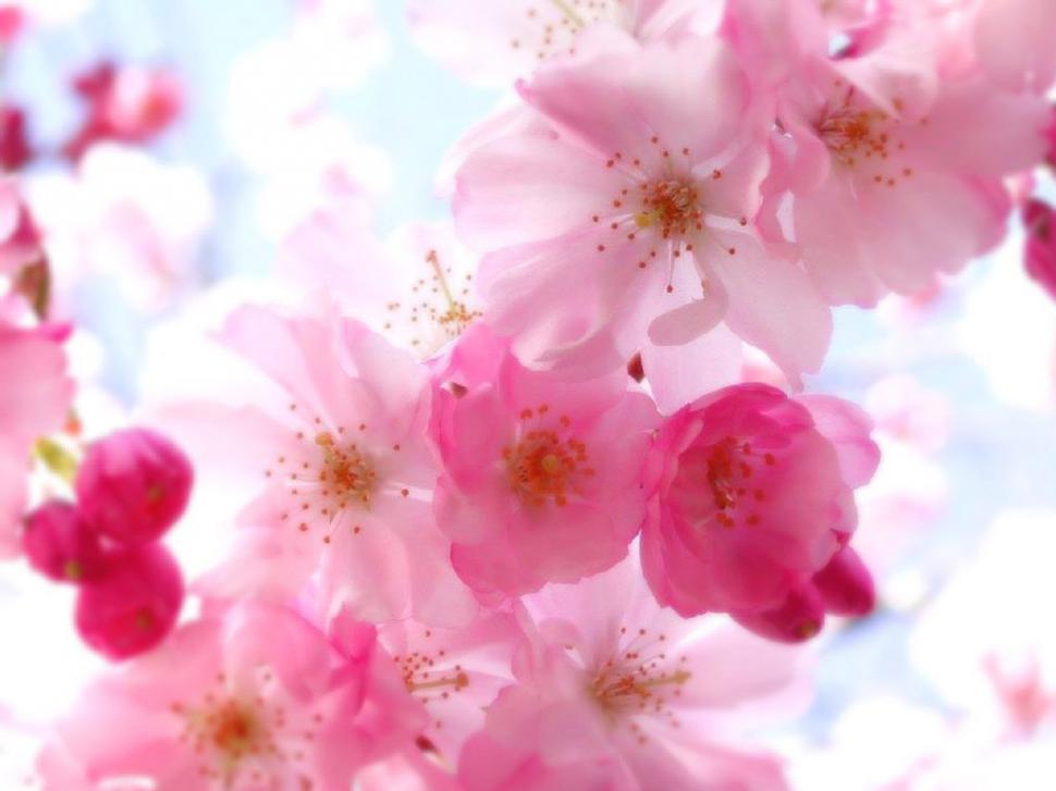 Flowers, Spring, Pink, Lovely wallpaper,flowers wallpaper,spring wallpaper,pink wallpaper,lovely wallpaper,1024x768 wallpaper
