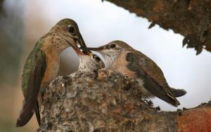 Calliope Hummingbird Nest wallpaper thumb