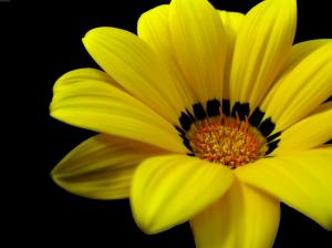 Yellow Flower, Nature, Fresh, Macro, Spring wallpaper thumb