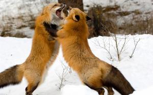 Foxes Fighting wallpaper thumb