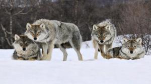 Wolfs In Wild In The Snow wallpaper thumb