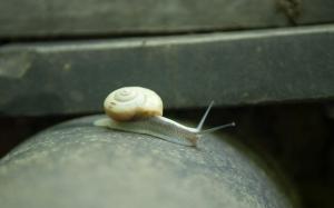 Snail wallpaper thumb