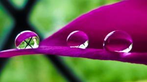 Water Drops on Purple Leaf wallpaper thumb