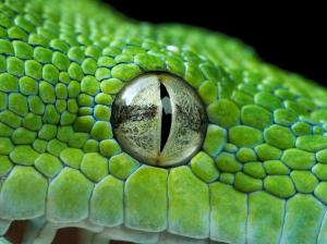 Green python eye wallpaper thumb