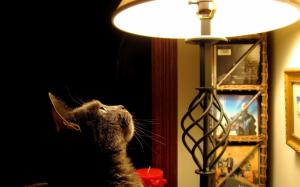 Cat looking at the lamp wallpaper thumb