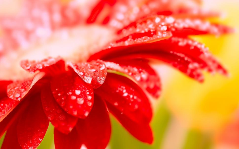 Red flower close-up morning dew wallpaper,Red wallpaper,Flower wallpaper,Morning wallpaper,Dew wallpaper,1680x1050 wallpaper
