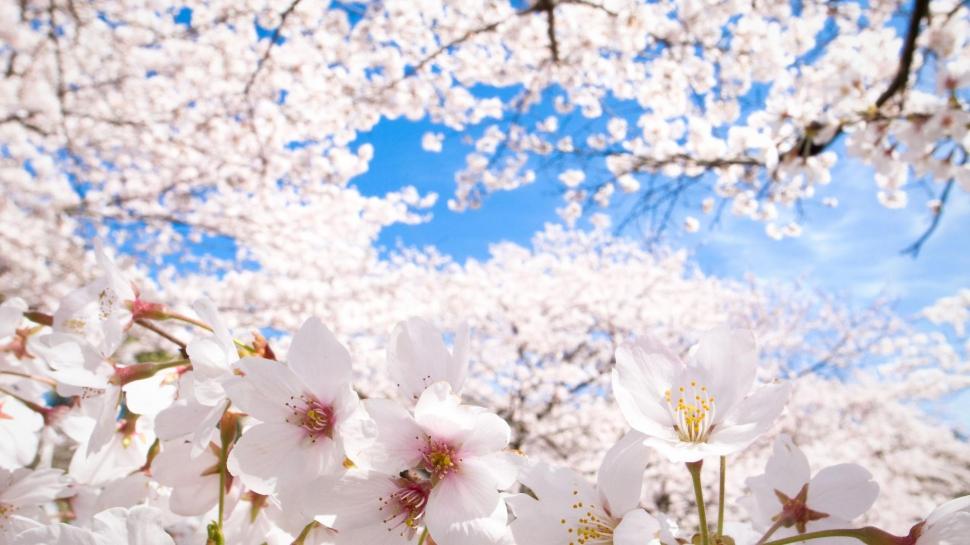 Sakura Cherry Blossoms wallpaper,abstract HD wallpaper,beautiful HD wallpaper,digital HD wallpaper,3d & abstract HD wallpaper,1920x1080 wallpaper