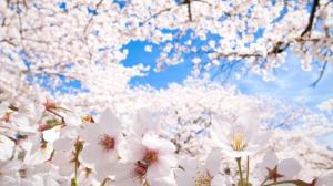 Sakura Cherry Blossoms wallpaper thumb