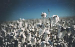 Cotton Plant Warm HD wallpaper thumb
