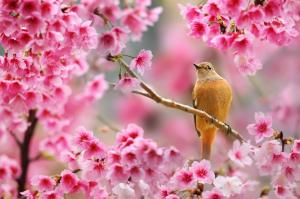 Nature, Bird, Animals, Flowers, Plants, Depth of Field, Cherry Blossom, Spring wallpaper thumb