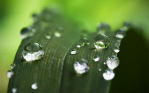 Water Drops Leaf Plant Macro Green HD wallpaper thumb