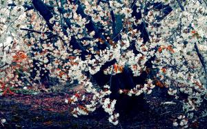 Nature Cherry Blossoms Trees Bloom Widescreen wallpaper thumb
