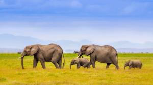 Elephants family, Africa, grass, blue sky wallpaper thumb