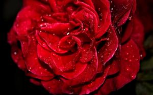 Fresh Red Rose wallpaper thumb
