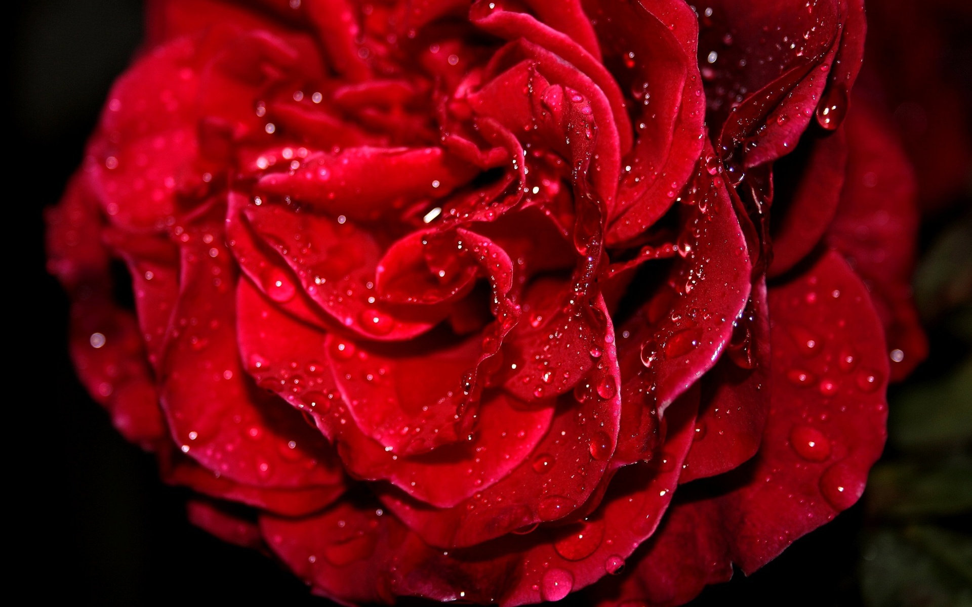 Fresh Red Rose wallpaper | flowers | Wallpaper Better