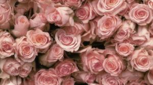 Pretty Pink Roses wallpaper thumb